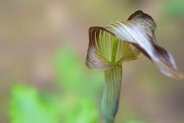 ウラシマソウ（浦島草）