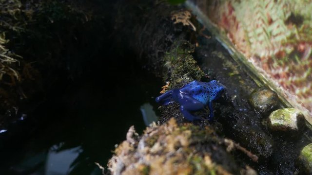 Rear shot of a Blue poison dart frog okopipi sitting on branch near water