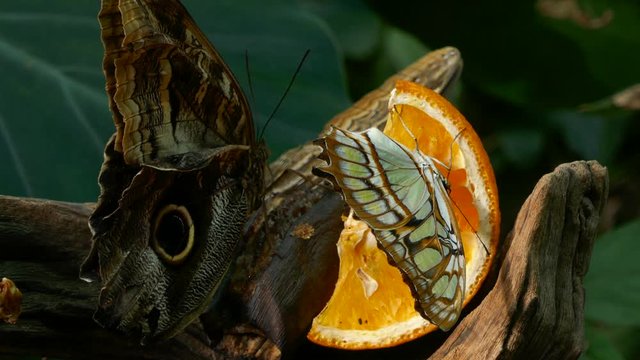 Philaethria dido and Caligo memnon butterfly sitting on a tree branch eating orange
