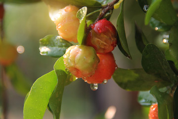 Fresh organic Acerola cherry on the tree, High vitamin C and antioxidant fruits.