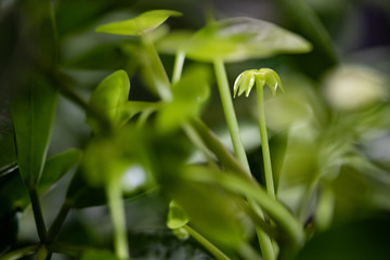 plant sprout macro