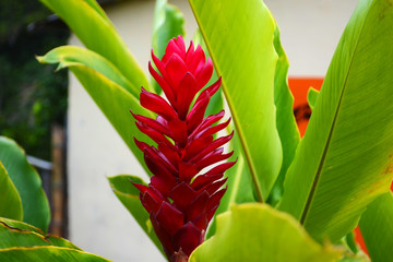 exotic tropical flower