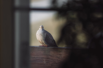 dove on a fence