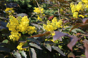 Mahonia aquifolium yellow flower.