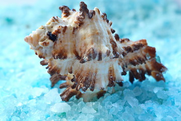 Obraz na płótnie Canvas Seashell on blue crystal of sea salt close up