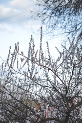 White and pink cherry blossom branches in the daylight with blue sky