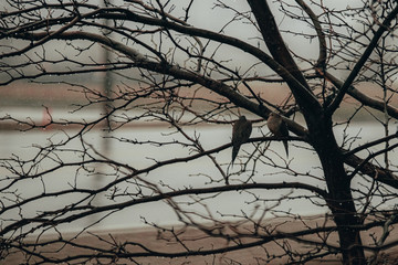 doves in the rain in a tree