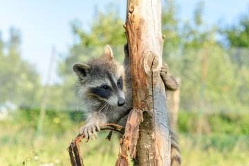 Gros plan d'un Jeune et beau raton laveur jouant sur une branche