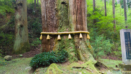 御岩神社 三本杉 御神木