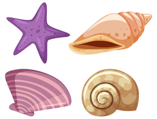 Set of starfish and seashells on white background