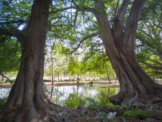 árboles de sabino en el parque llamado ojo de agua