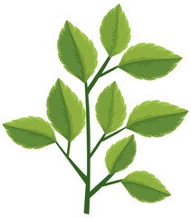 Naklejka na ściany i meble Green leaves on the branch on white background