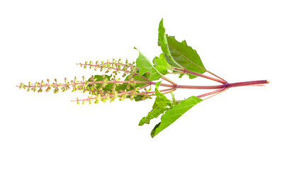 fresh green basil leaves isolated on white background