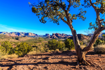 Desert Tree