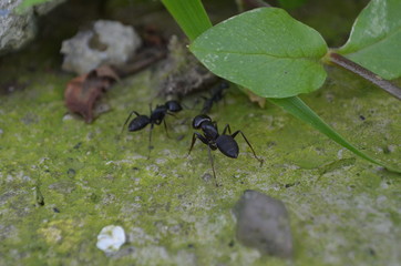 black ants on a green background