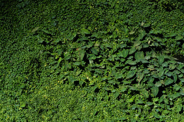green moss background