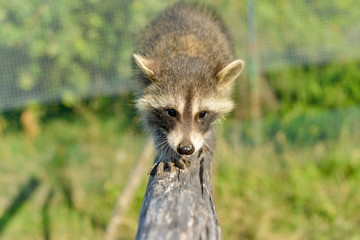 Gros plan d'un Jeune et beau raton laveur jouant sur une branche