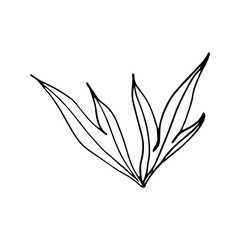 Black and white leaf of a plant, drawn by hand.