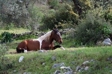 horse in the meadow
