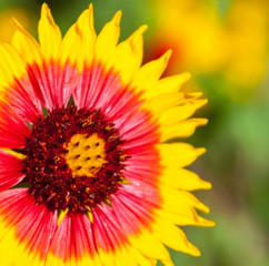 Closeup of Firewheel, Indian Blanket aka Sundance (Gaillardia pulchella ) Wildflower on The Bank of The Blanco River, Blanco, State Park, Blanco, Texas, USA