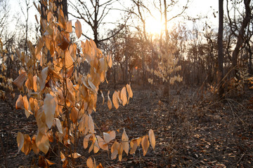 Burnt forest in the countryside from Thailnad