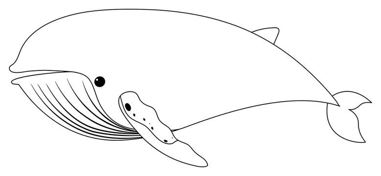 Outline drawing of whale on white background