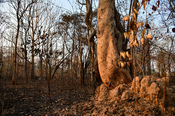 Burnt forest in the countryside from Thailnad