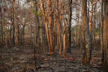 Burnt forest in the countryside from Thailnad