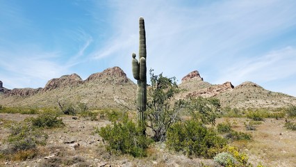 arizona