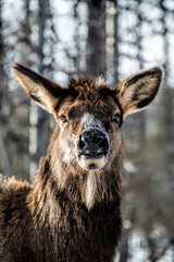 Elk in Winter