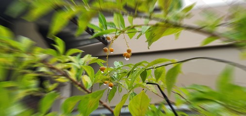 bird on a tree