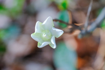 Cape jasmine white fragrant flower and bokeh background
