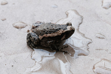 frog on the sand