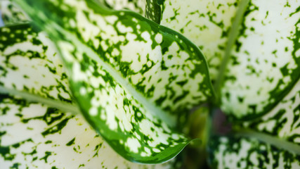 Close up green tropical leaves, abstract green leaves texture, nature background