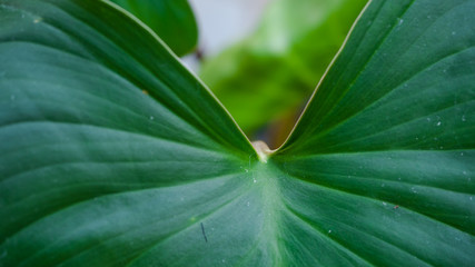 Close up green tropical leaves, abstract green leaves texture, nature background