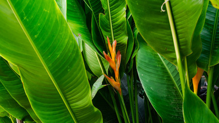 green leaves, leaf texture, orange flowers, green leaf background