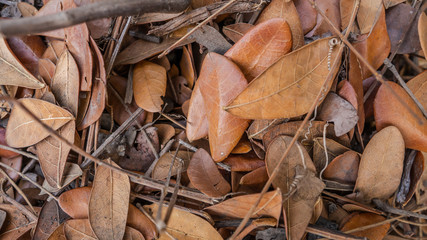 Close up dry leaves, abstract yellow leaves texture, nature background