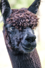 portrait of alpaca looking off to side