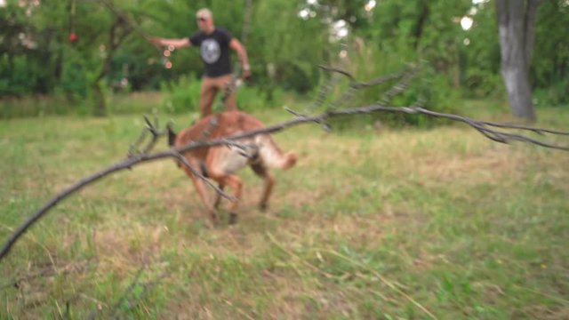 A Belgian Shepherd Attacks Her Toy Held By Her Male Slow Motion Video. Big Dog Plays With A Wand In The Park. Dog Training Concept Video