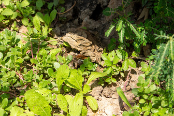 Successful hunting snakes 