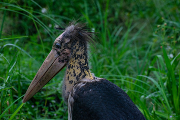 the marabou stork asia