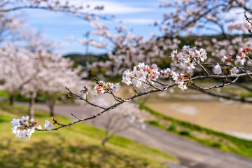 Japanese cherry tree, symbol of peace