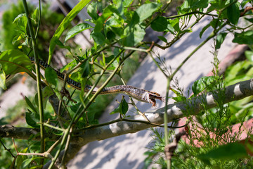 Successful hunting snakes 