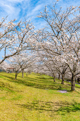 Japanese cherry tree, symbol of peace