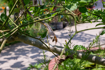 Successful hunting snakes 