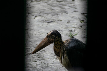 the marabou stork asia