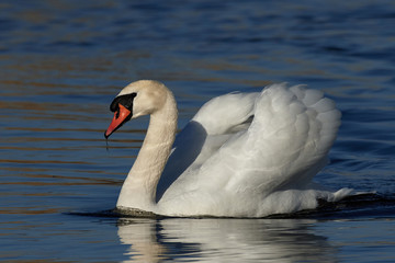 Obraz na płótnie Canvas Mute swan (Cygnus olor)