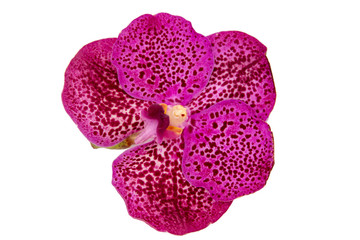 Purple Vanda orchid isolated on white background