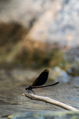 dragonfly on the water