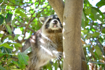 gros plan d'un mignon raton laveur à l'extérieure monter sur arbre